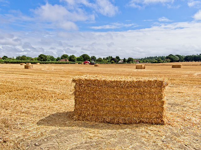 Harvest Time