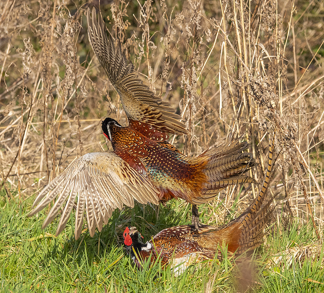 The next photos are pheasants fighting