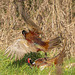 The next photos are pheasants fighting