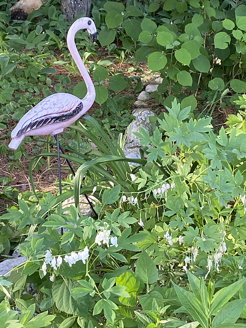 flamingo, bleeding hearts, Leeds, MA