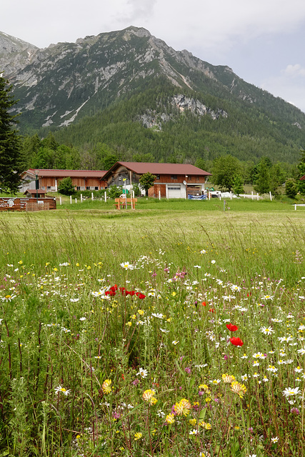 Alpine meadow flowers