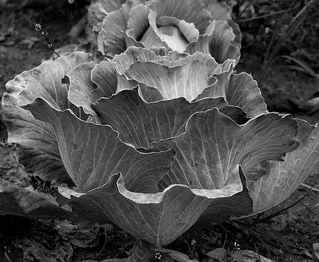 Cabbage3BW