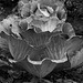 Cabbage3BW