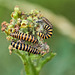 Cinnabar Moth Caterpillar - Tyria jacobaeae