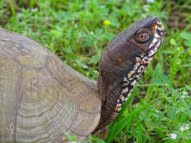 Three-toed Box Tortoise (m) (USA = ' Turtle ' ) Terrapene carolina triunguis