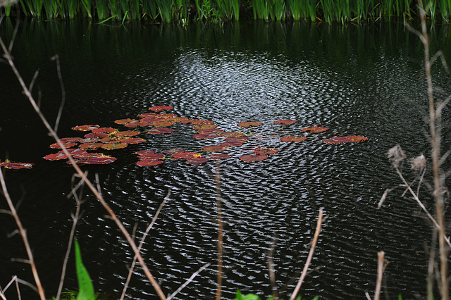 O Pond