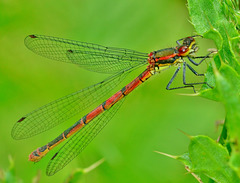 Large Red Damselfly. Pyrrhosoma nymphula