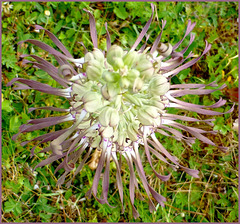 La plante mystérieuse...