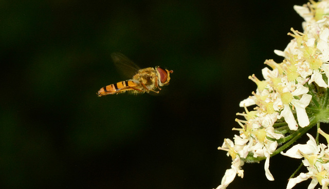 Hovering Hoverfly