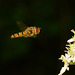 Hovering Hoverfly