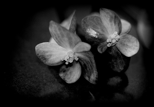 Begonia albo-maculata (14)