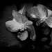 Begonia albo-maculata (14)