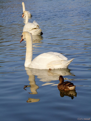 Le vilain petit canard