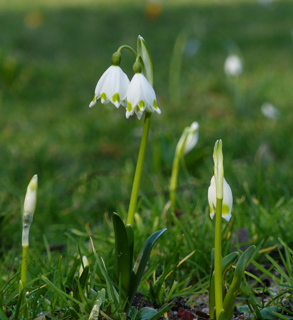 Frühlingsbote (2)