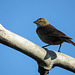 Brown-headed Cowbird / Molothrus ater