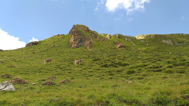 Geiseljoch (65)