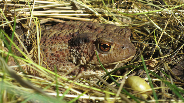 Big Toad