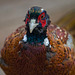 Phil the pheasant