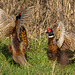 The next photos are pheasants fighting