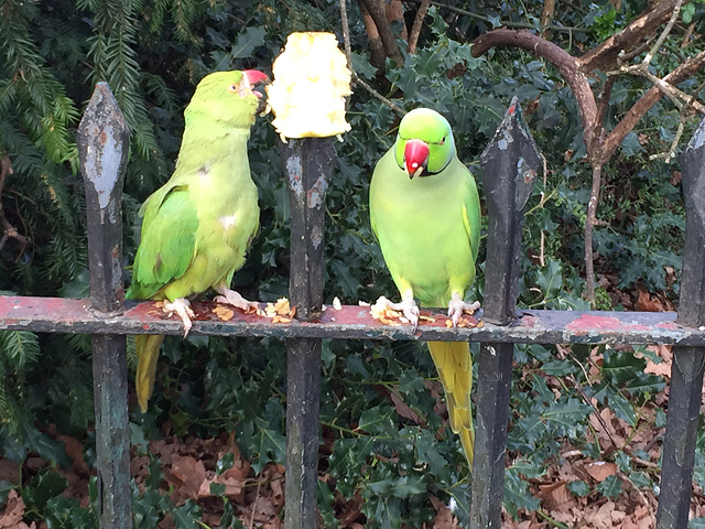 parakeets, Kensington Gardens, London