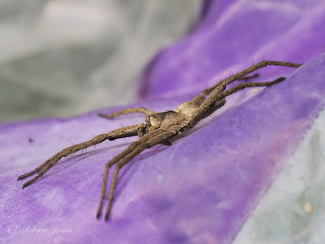 Nursery Web Spider