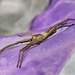 Nursery Web Spider