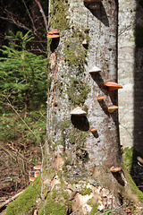 culture de champignons