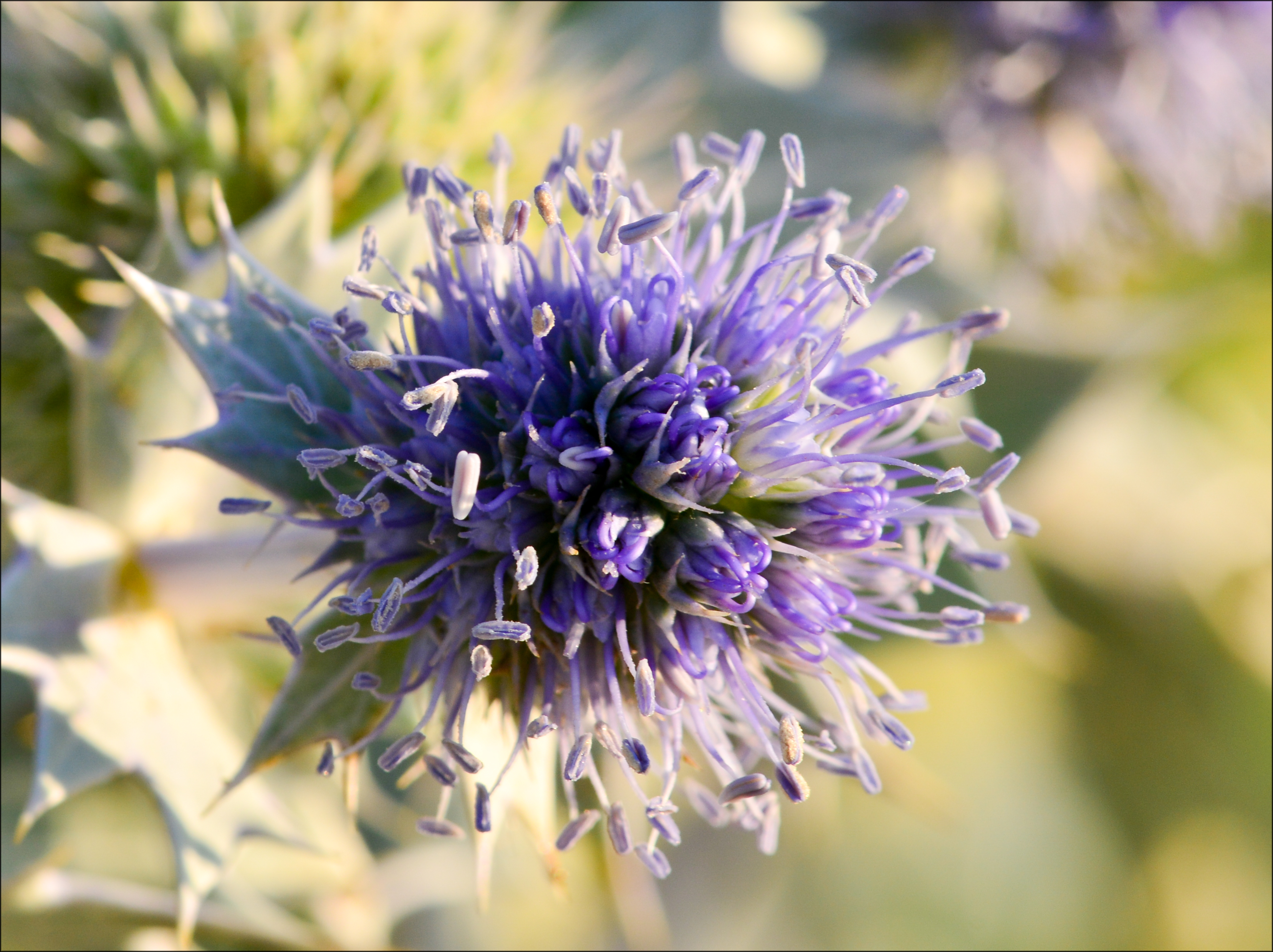 Eryngium maritimum L., macro