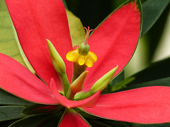 Jamaican Poinsettia / Euphorbia punicea