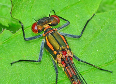 Large Red Damselfly. Pyrrhosoma nymphula