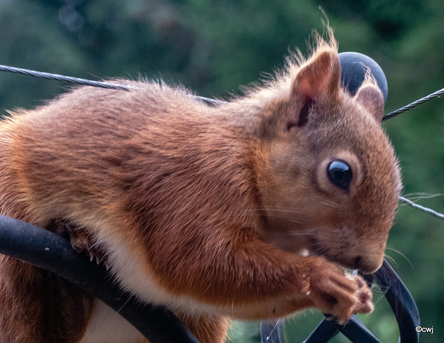 Front paws make useful hands...