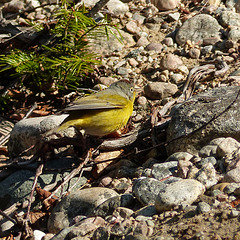 Day 7, Nashville Warbler, Tadoussac