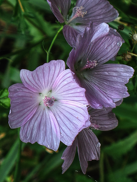 Fleur d'Hibiscus