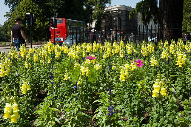 Lupins, and a Bus