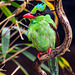 Javan green magpie