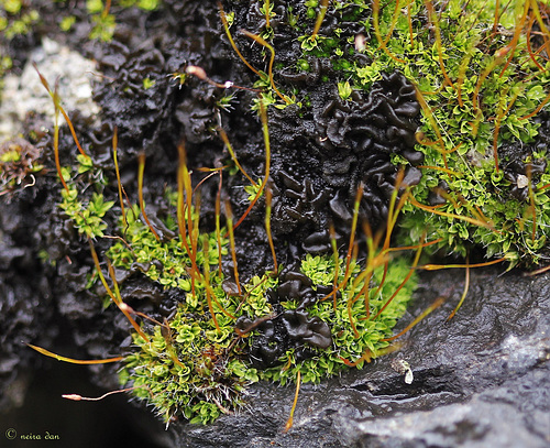 Collema ...  Lichen des murs et rochers