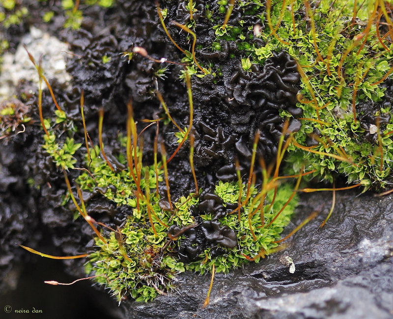 Collema ...  Lichen des murs et rochers