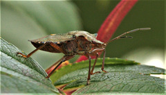 My resident Red Legged Shieldbug nymph has turned into an adult.......and now it's flown away!!!