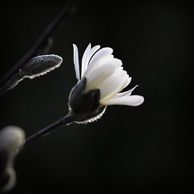 Stellata en lumière