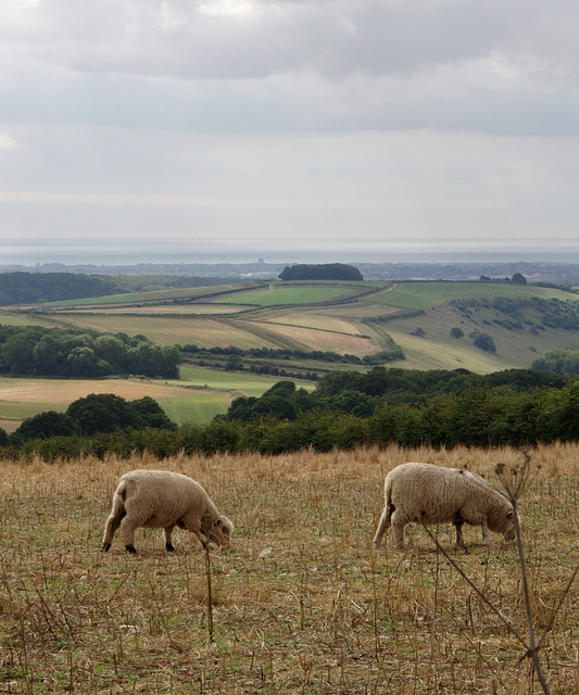 Two Sheep