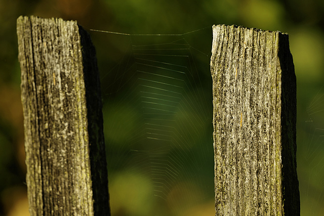 Happy Spider Fence