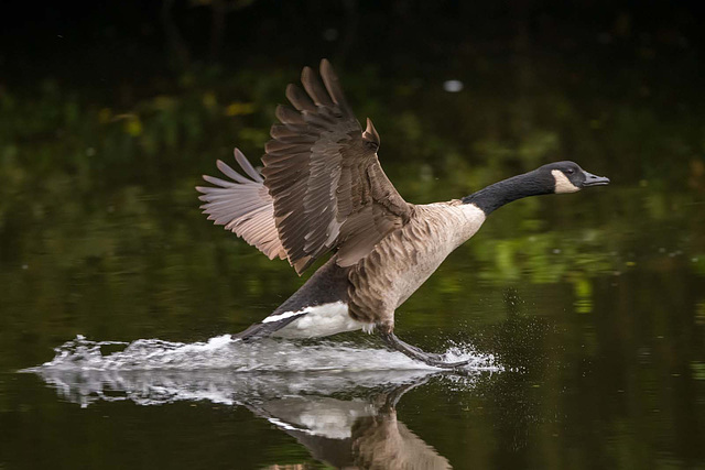 Canada goose