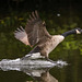 Canada goose