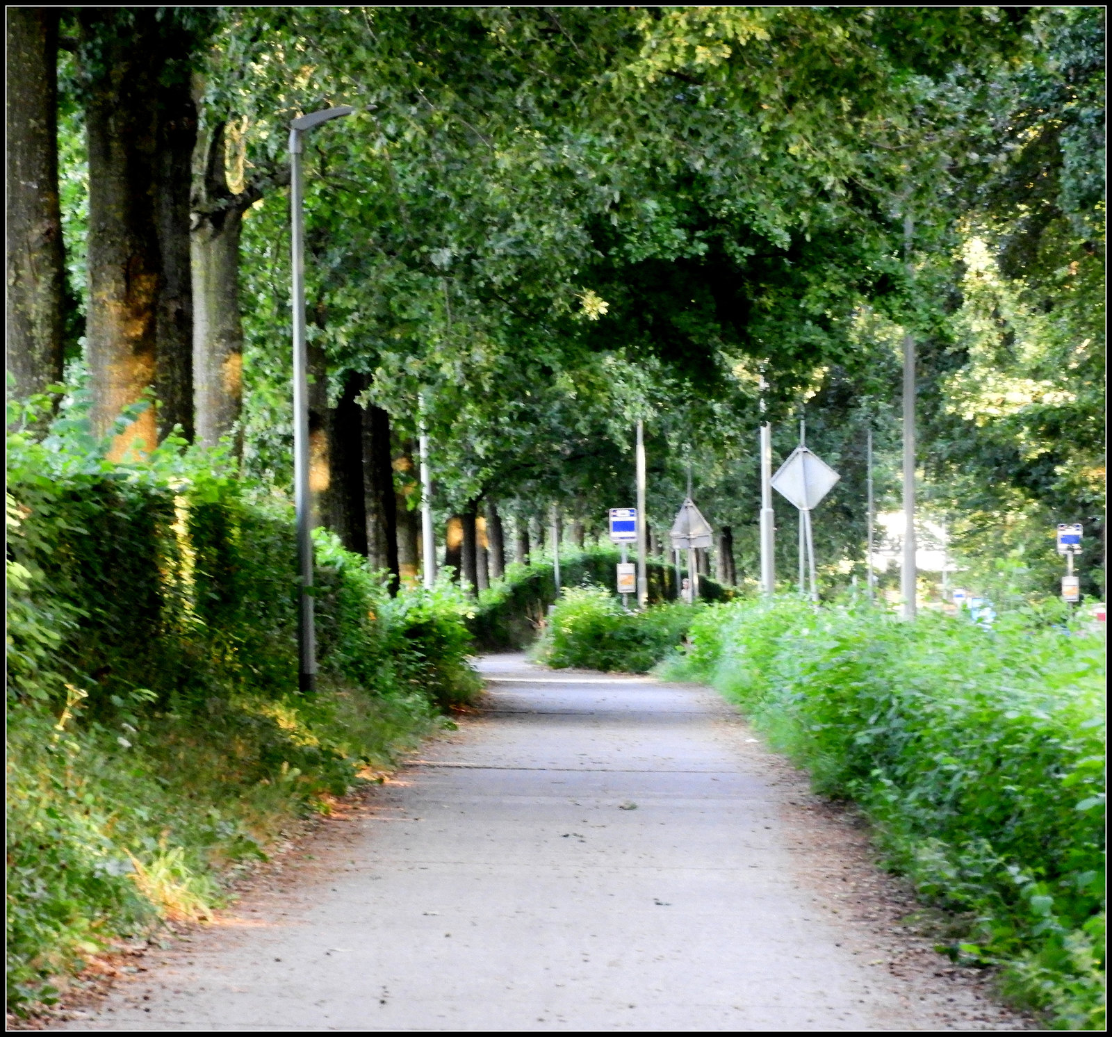 The Hedge Road