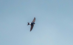 Martin  in flight, I think its a sand martin.
