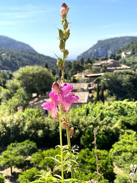 View from Real Cartuja de Valldemossa