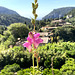 View from Real Cartuja de Valldemossa