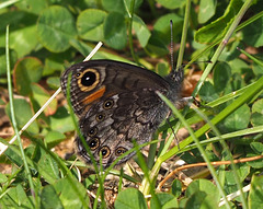 P5130048