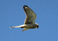 Rüttelfalke