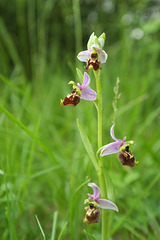 Ophrys fuciflora - Ophrys bourdon